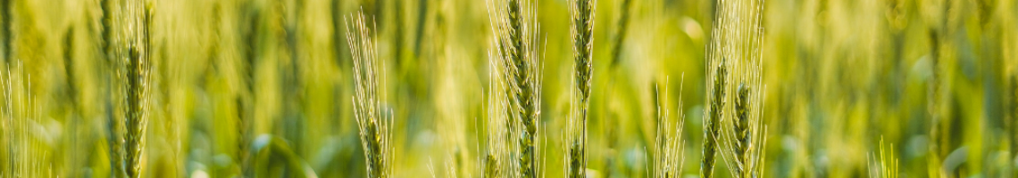 Technicien agricole